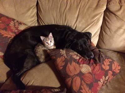 Black lab and small kitten snuggle on a brown couch with fall-leaf print pillows.