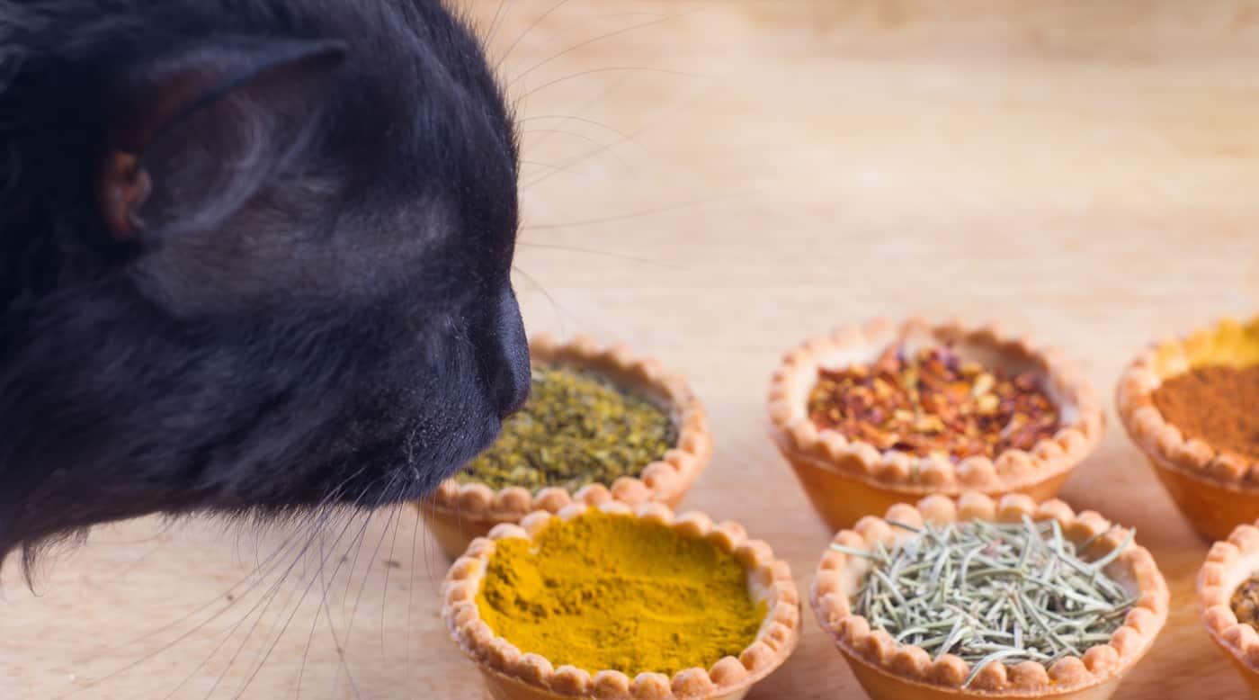 Black cat sniffing bowls of spices on table.