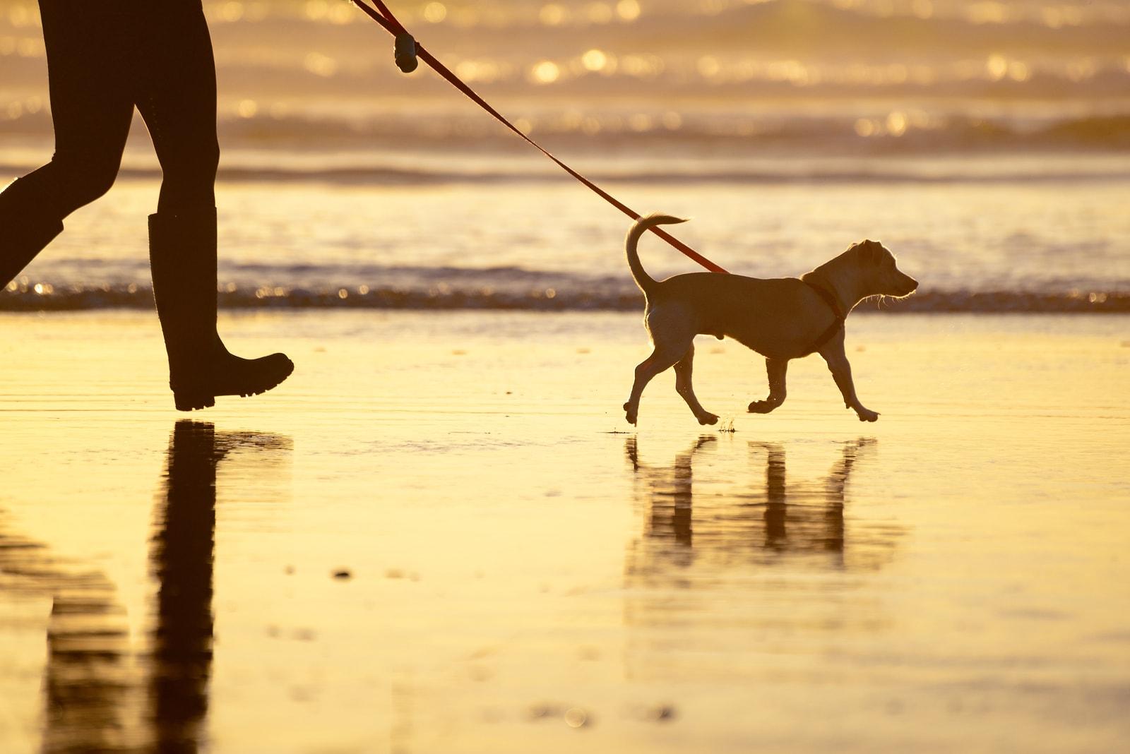 dog-walking-on-beach Dog walking on the beach at sunset with owner in tow.