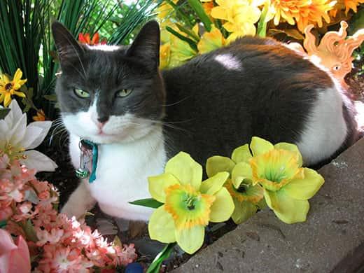 Svart och vit katt som sitter i en blomstersäng