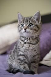 Kitten image