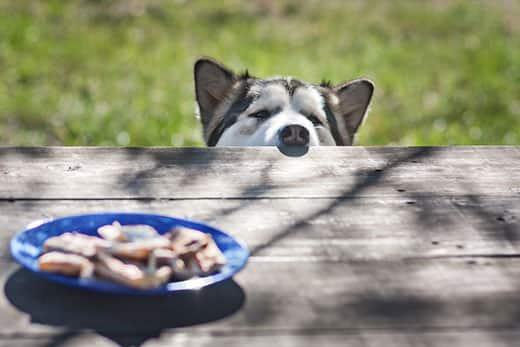 Husky spanar över picknickbordet för att titta på maten som ligger i mitten.