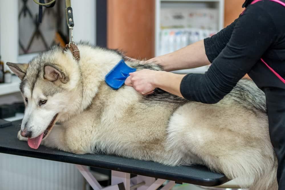 Malamute borstas på en professionell hundsalong