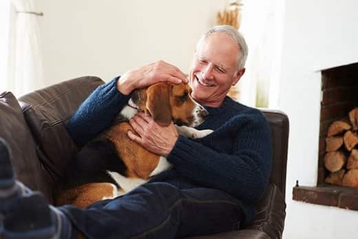 Senior man relaxing at home With beagle on brown leather couch
