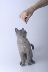 Kitten training