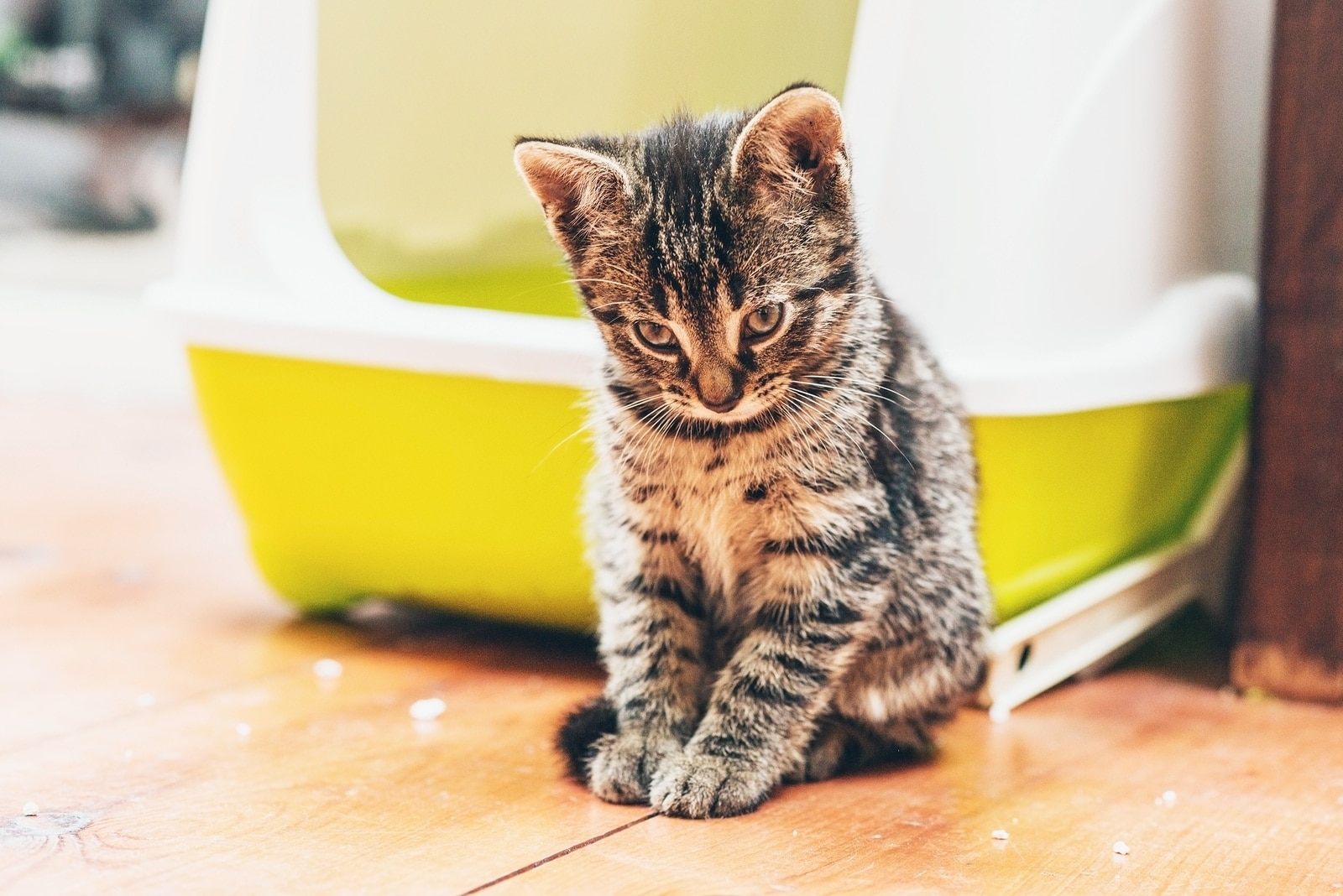 Tabby kitten with head bowed sits in front of a yellow enclosed litter box.