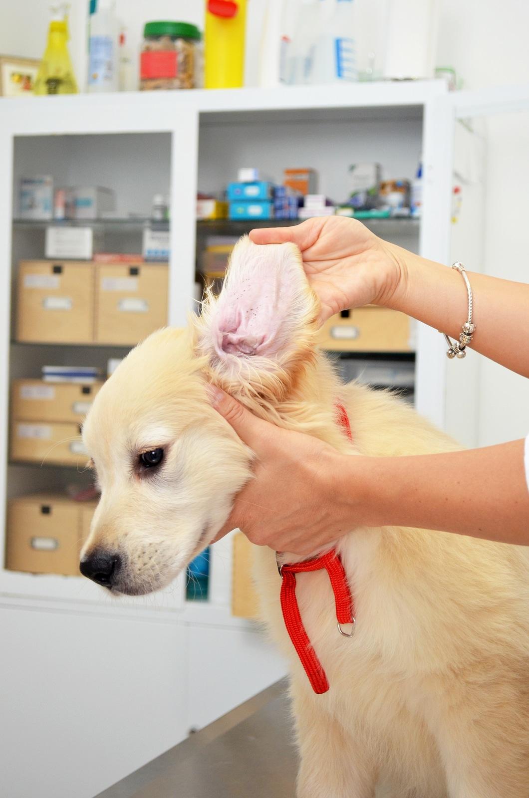 Golden retriever hos veterinären får sina öron undersökta