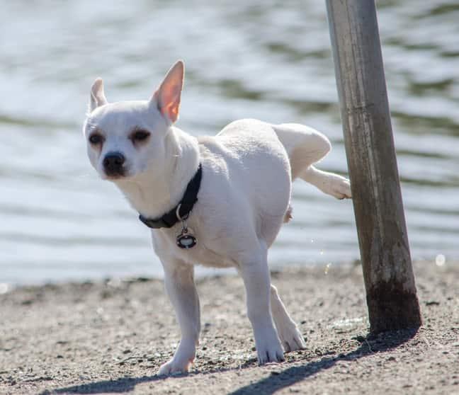 Vit chihuahua kissar på en stolpe vid stranden