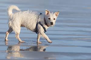 Wet dog running on beach with leash