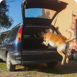 A dog having trouble jumping into the car