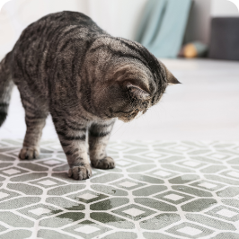 A cat peeing on the carpet