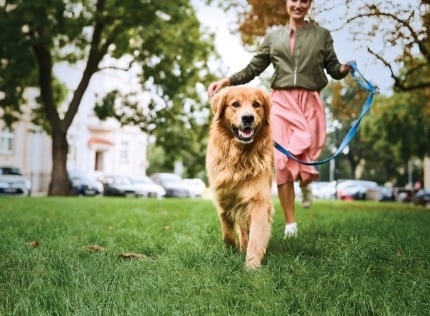 happy golden retriever walking with owner
