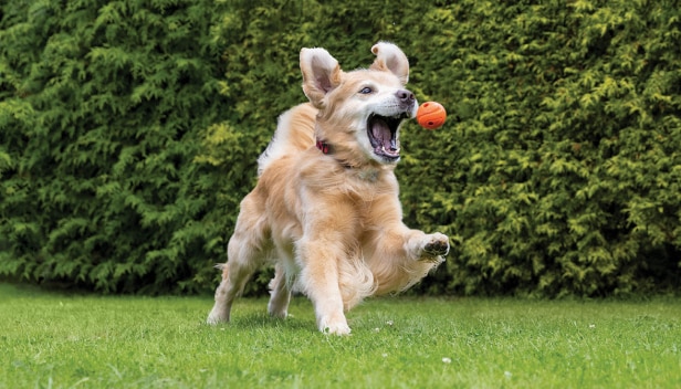 En golden retriever hoppar för att fånga en orange boll med munnen.