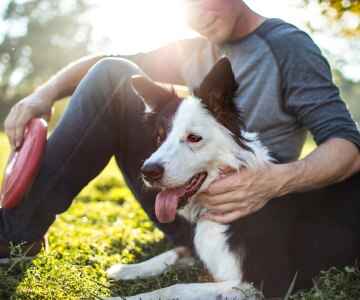 En man sitter i gräset med ryggen mot solen och ler medan han klappar sin svartvita border collie. 