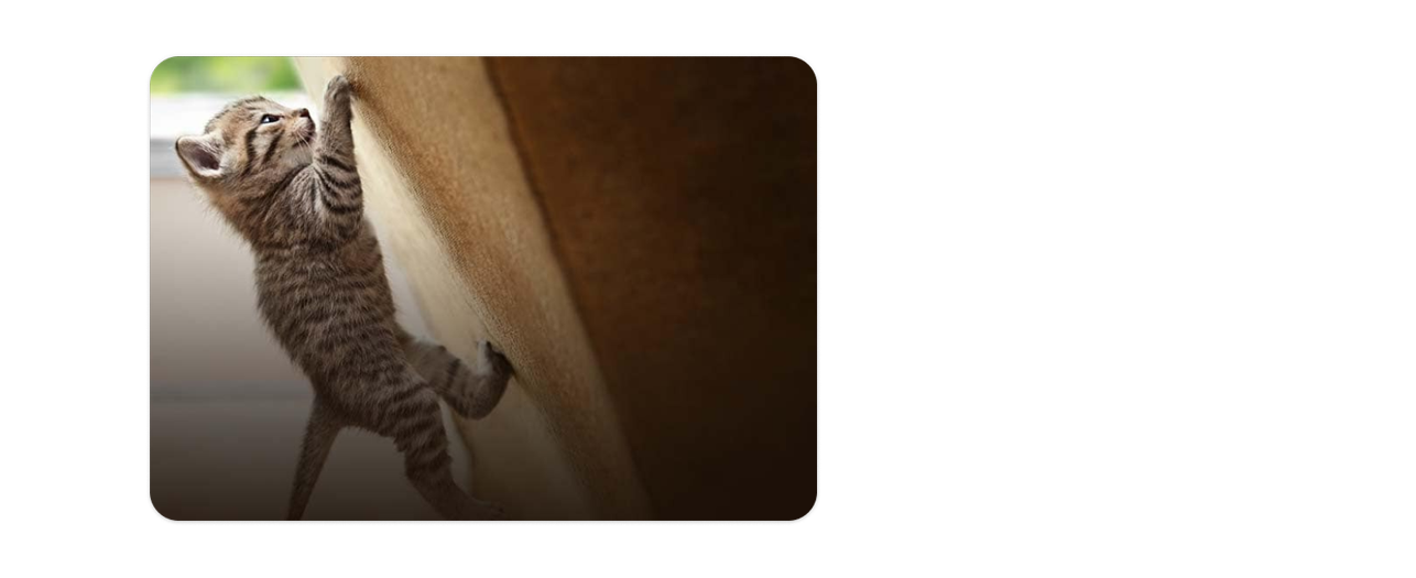 En kattunge som klättrar på en kattleksak