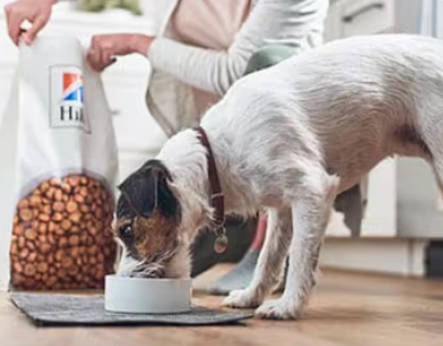 Hund som äter Hill's Pet hundfoder