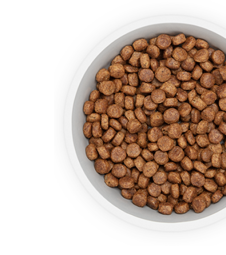 Hundfoder