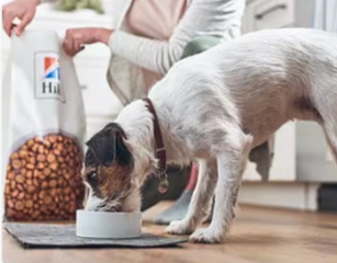 Hund som äter Hill's Pet hundfoder