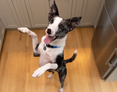 A dog jumping in excitement
