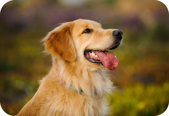 Medelstor ras 11-25 kg