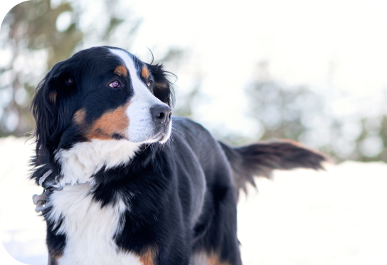 Stor ras över 25 kg