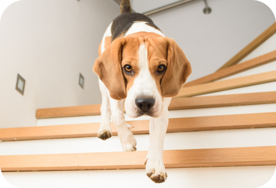 Små/toyhundar upp till 10 kg