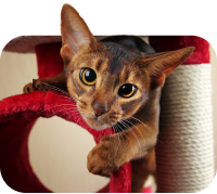 En bild av en katt som anger att det är katt som är den typ av husdjur du har.