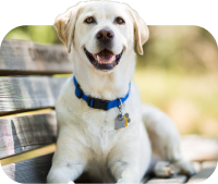 En bild på en hund som anger att hund är den typ av husdjur du har.