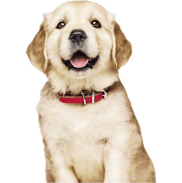 golden retriever puppy