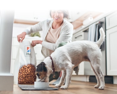 Suns ēd Hill's barību