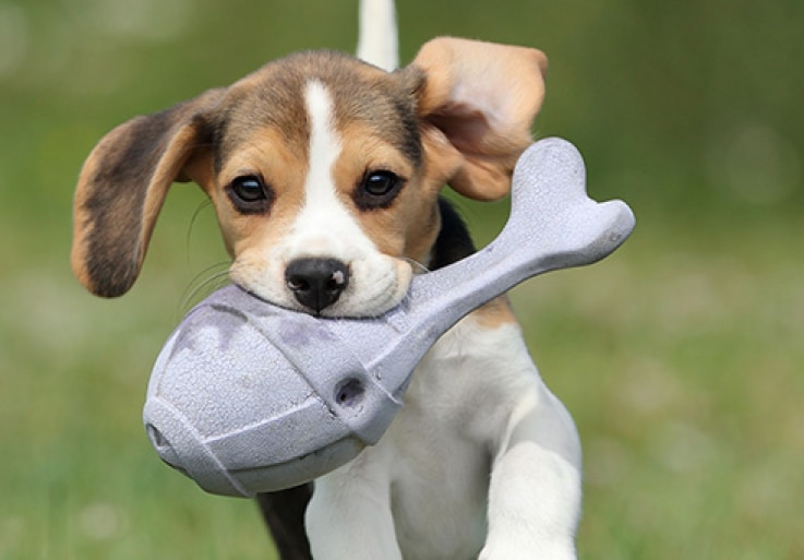 En hundvalp som springer och har en leksak i munnen.