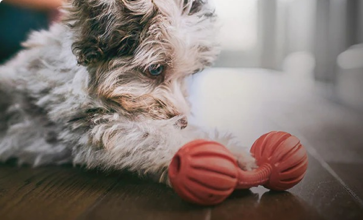 Puppy with toy