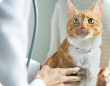 En veterinär undersöker en brun katt