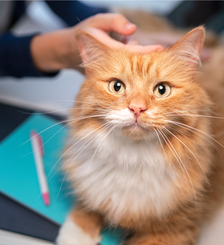 En brun katt tittar upp