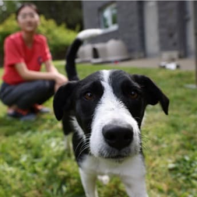 Hund utomhus bredvid ägare